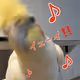 chanchan-party