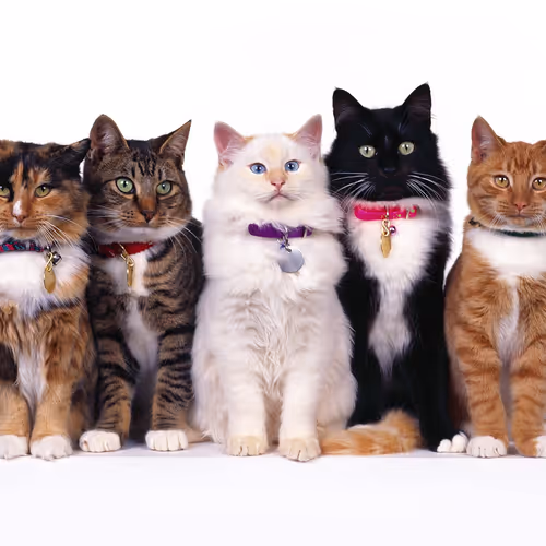 Cute Cats