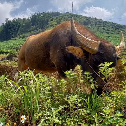 lvmout.lens-Collect-274