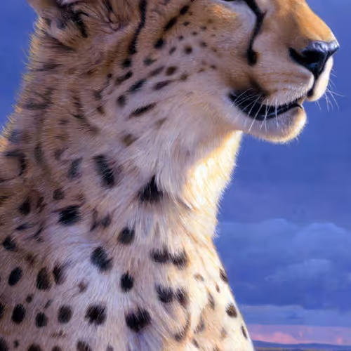 mainstory.lens-Collect-1711