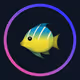 Mobula Member V2