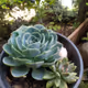 Plants - ii5iEcAygS