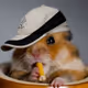 Hamster collection