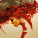Red Beauty