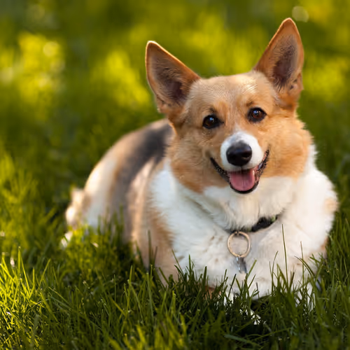 dog3