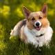 dog3