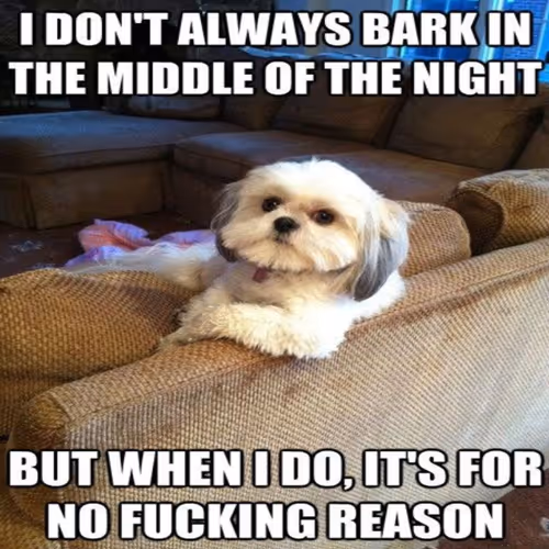 Polygon Memes NFT Collection