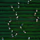 61557.lens-Collect-9