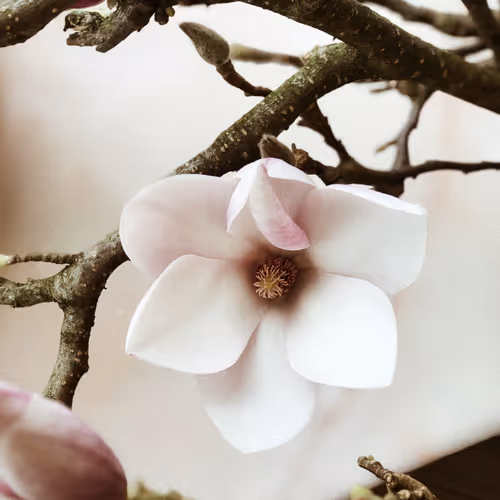 65699.lens-Collect-262