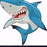 Shark