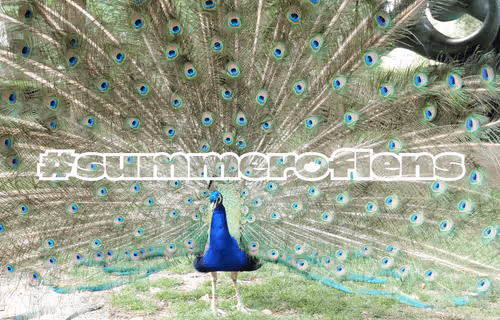 lensprotocol-Collect-597