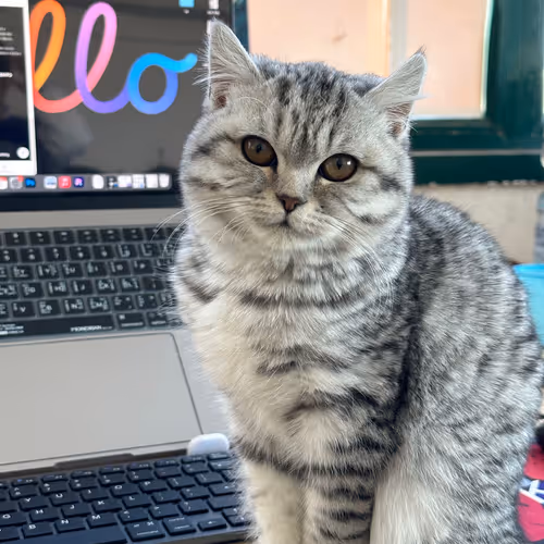 gulu cat