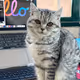 gulu cat