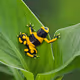 Frogs