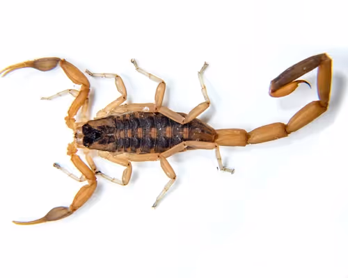 Scorpion