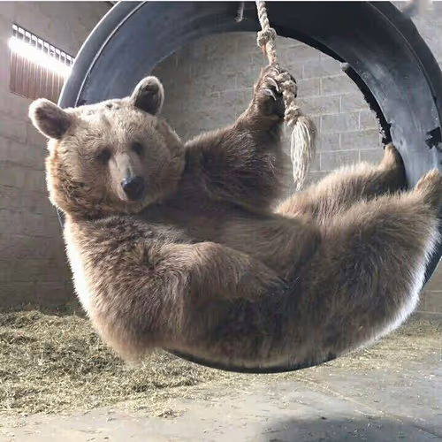 AlexBear