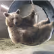 AlexBear