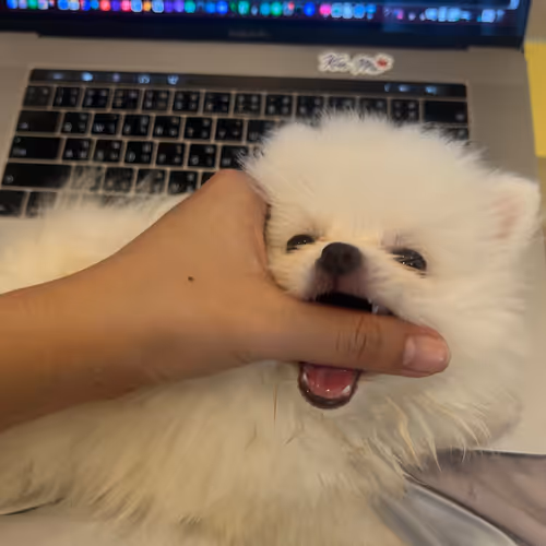 DaisyLoveLove