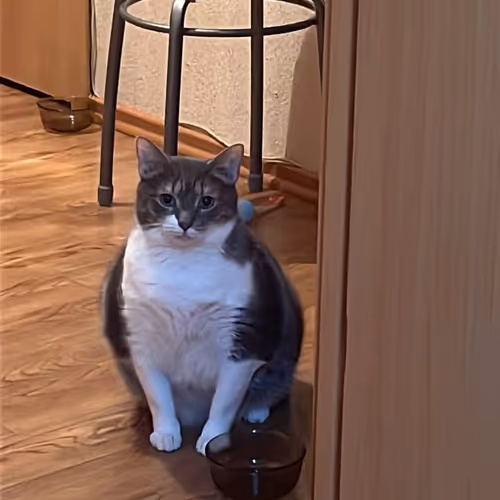 SpyderCat collection