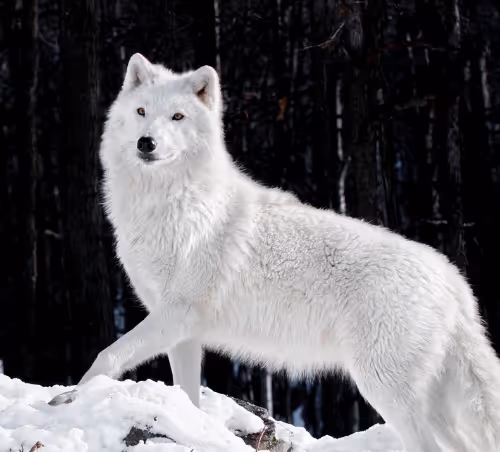 Wolf