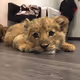 tigr