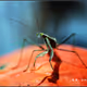 eiipmsn