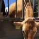 555353.lens-Collect-996