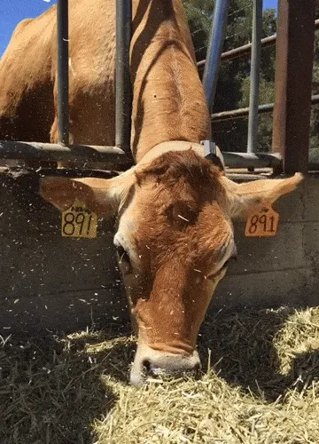 555353.lens-Collect-996