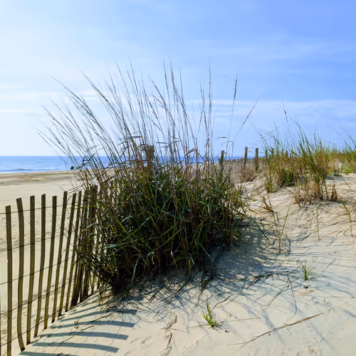 Wispy Seabreeze