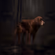 Dog searching