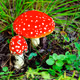 FUNGI
