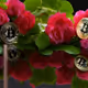 BTC_ chopsticks and Climbing rose