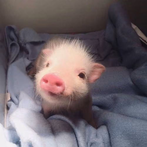 pigggi