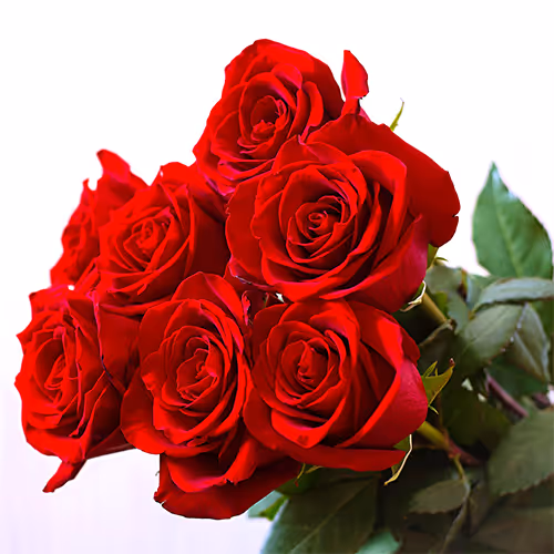 vahid0548.lens-Collect-155