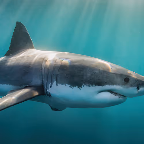 shark
