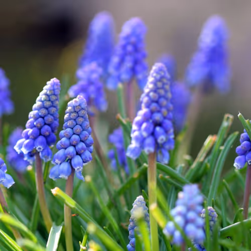 The flowers
