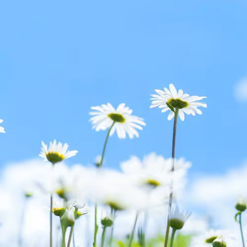 feivv098.lens-Collect-70