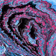 zospours.lens-Collect-319
