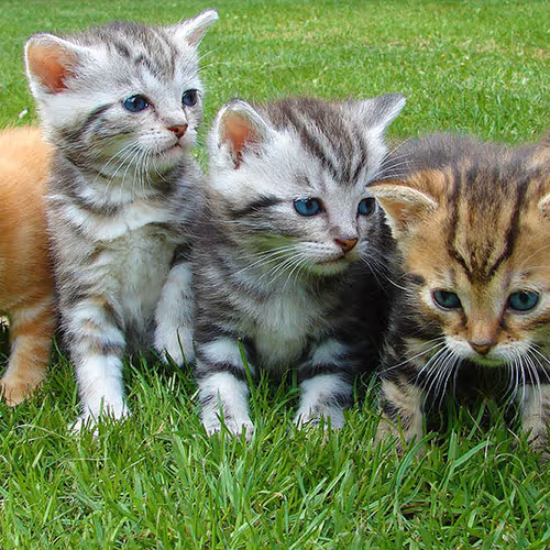 kittens collection V2