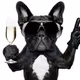 Rich Dog