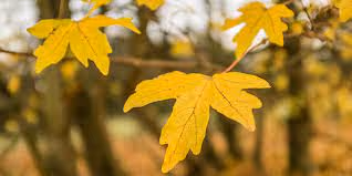 leaf leave
