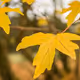 leaf leave