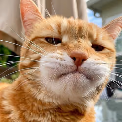 CATTY
