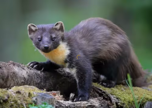 Item #107839786668602559178668060348078522694548577690162289924414440996865 Media