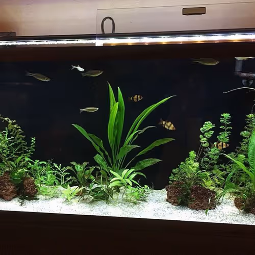 nadir.lens-Collect-151