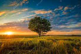 DCNATURE