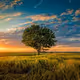DCNATURE