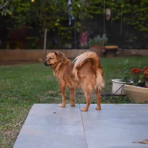 Dog video