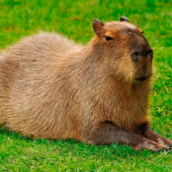 Capybara