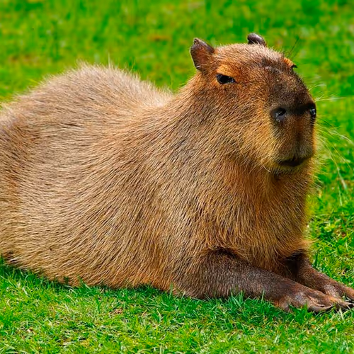 Capybara
